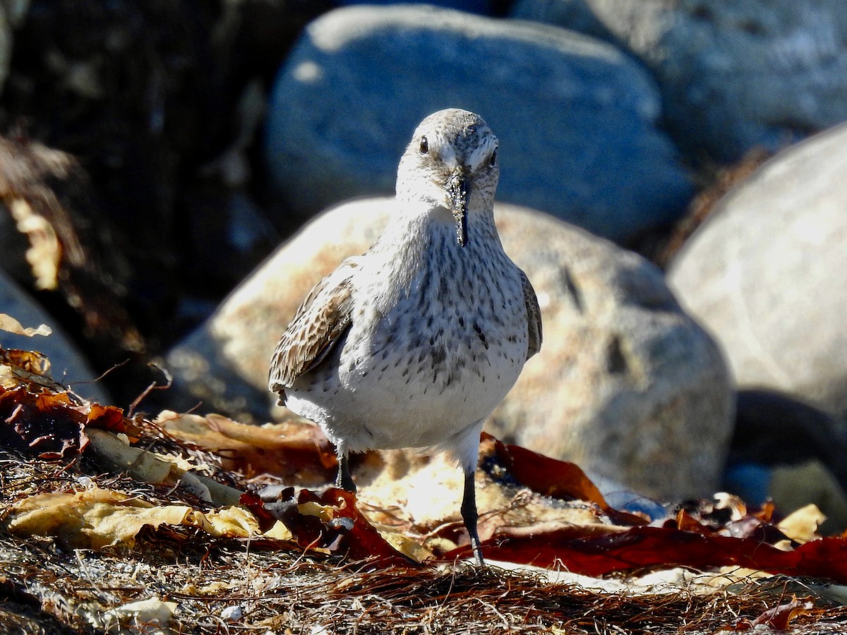 White-rumped Sandpiper - ML641346037
