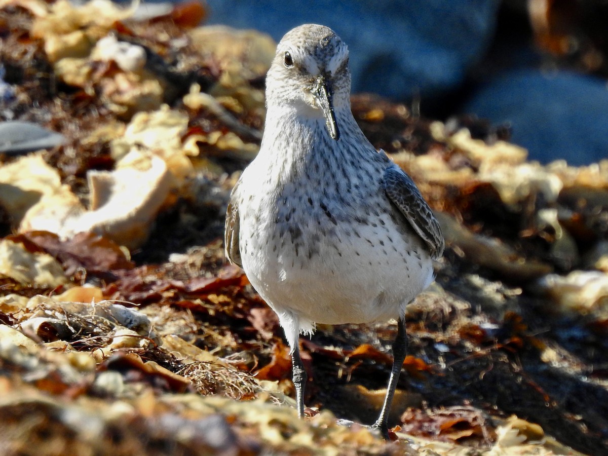 White-rumped Sandpiper - ML641346049