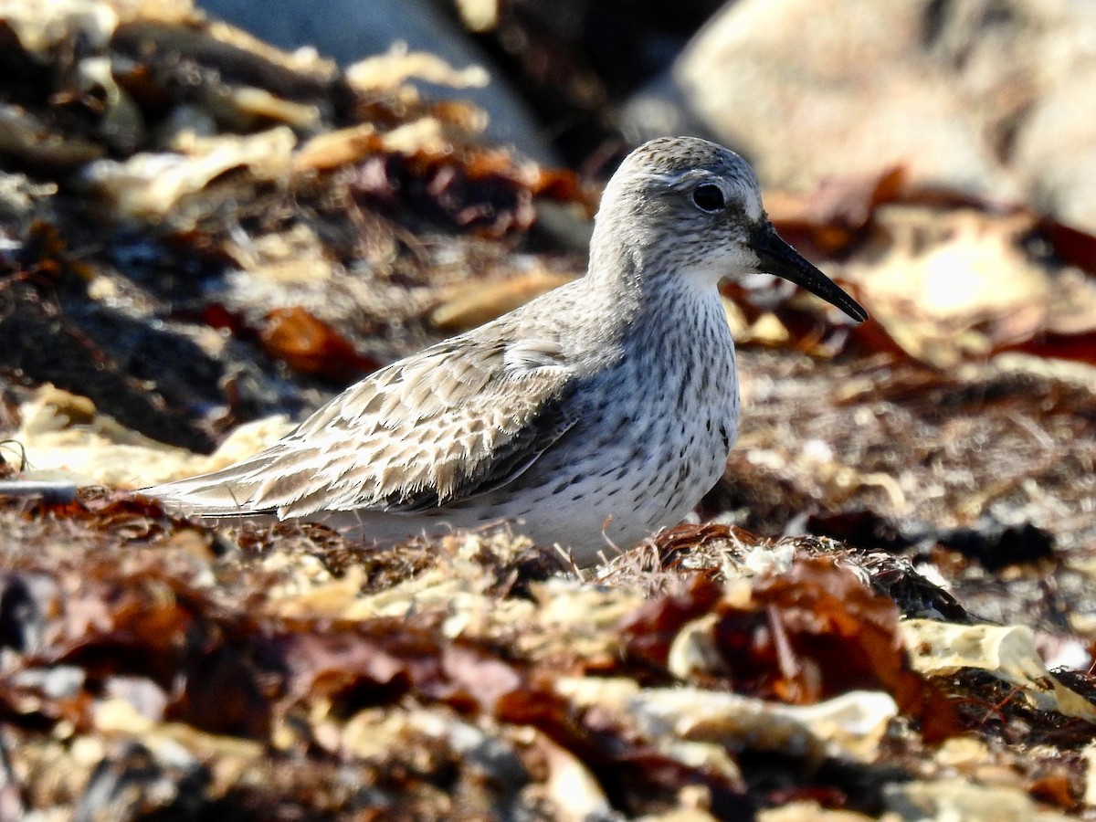 White-rumped Sandpiper - ML641346053