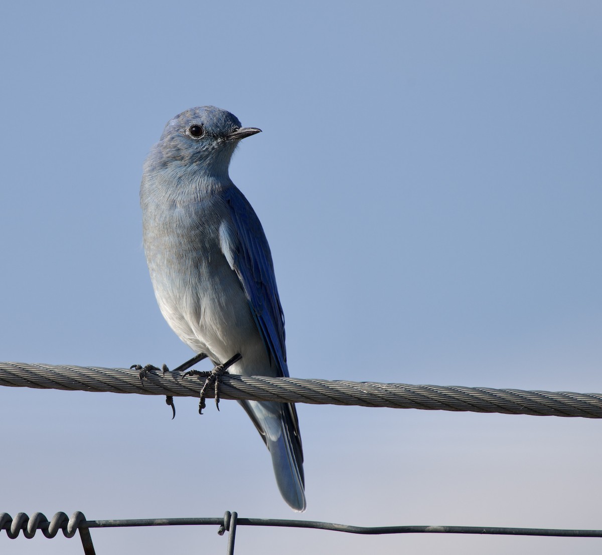 Mountain Bluebird - ML641346058