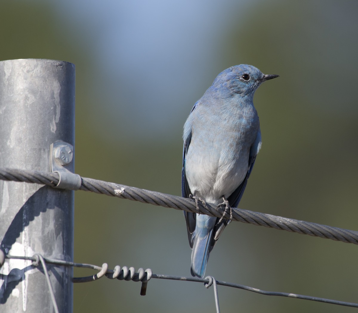 Mountain Bluebird - ML641346059