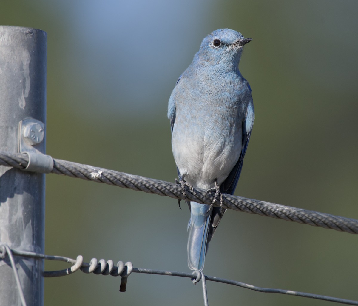 Mountain Bluebird - ML641346060