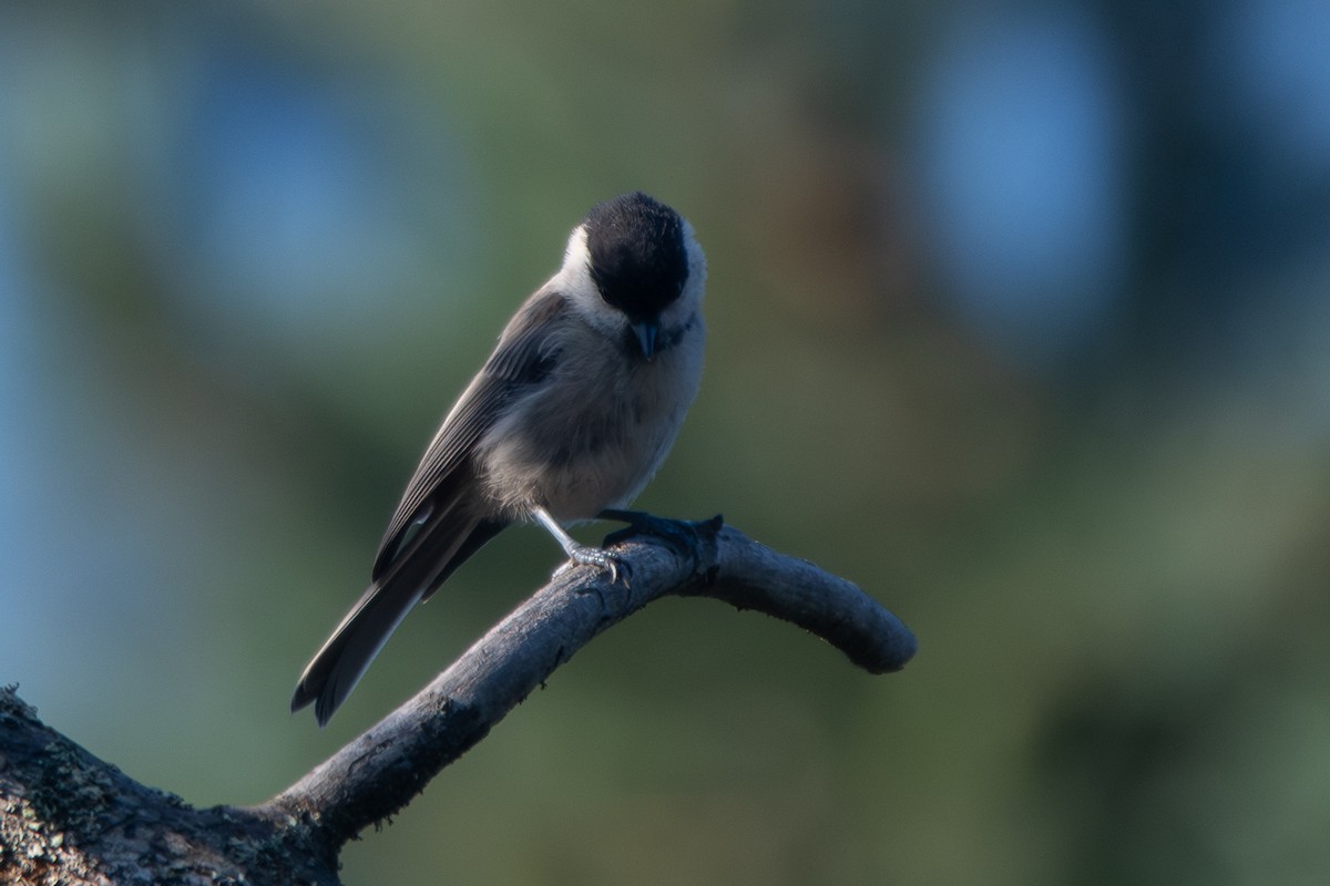 Willow Tit - ML641346068