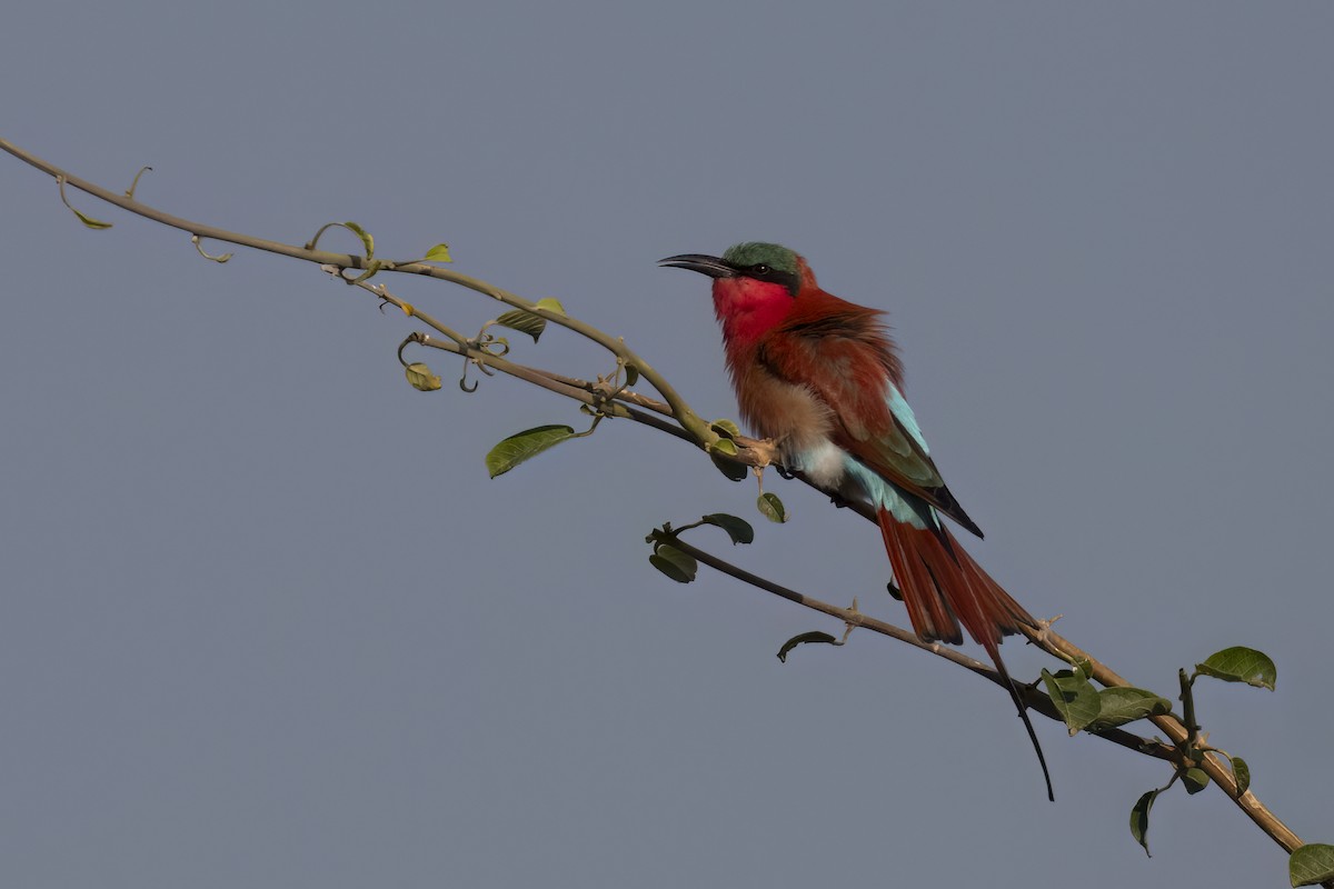 Southern Carmine Bee-eater - ML641346080