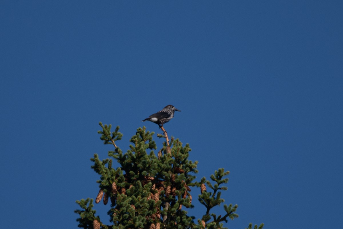 Northern Nutcracker - ML641346084