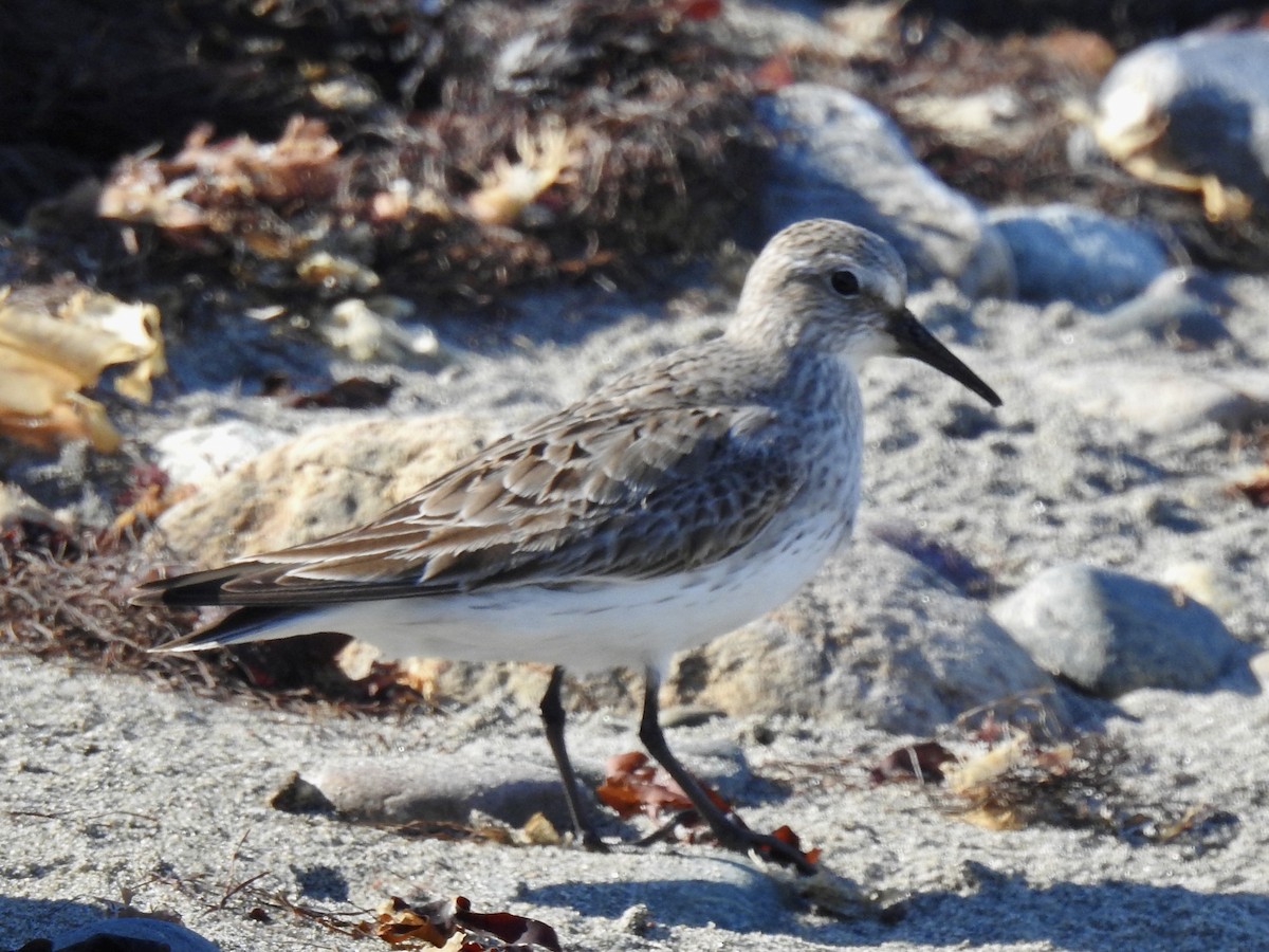 White-rumped Sandpiper - ML641346087