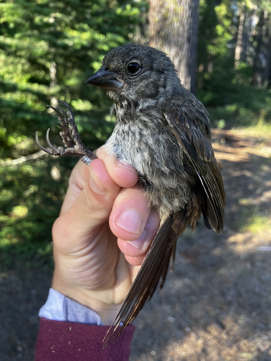 Fox Sparrow (Thick-billed) - ML641346105