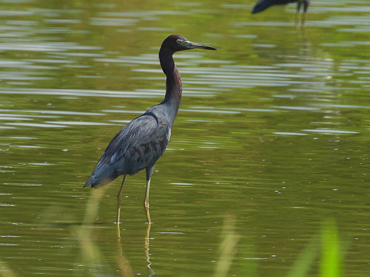 Little Blue Heron - ML641346160