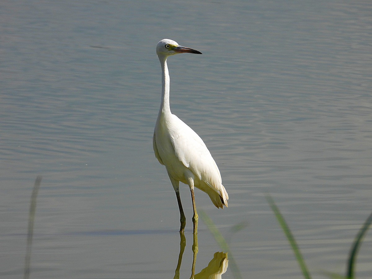 Little Blue Heron - ML641346163