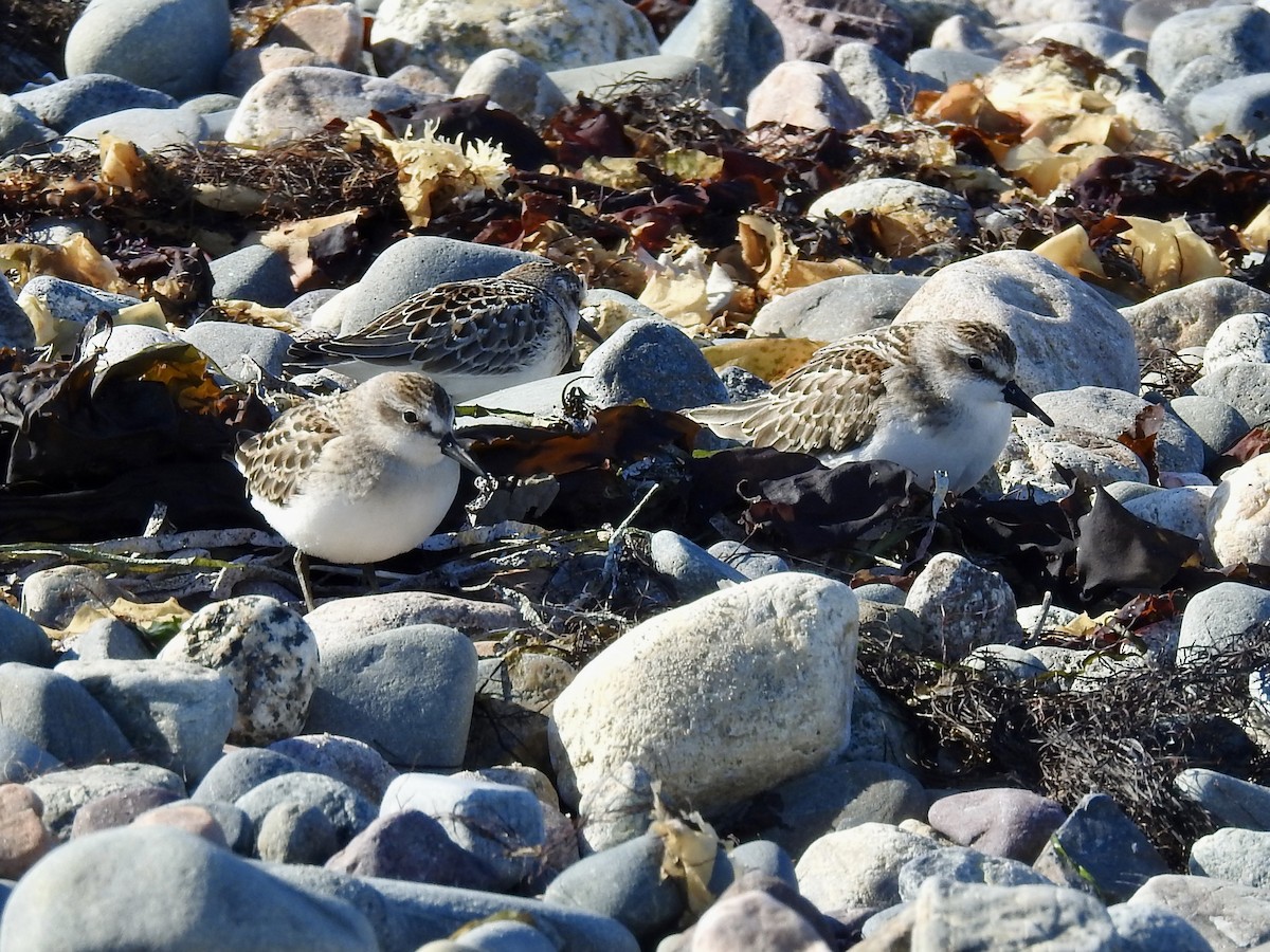 Semipalmated Sandpiper - ML641346173