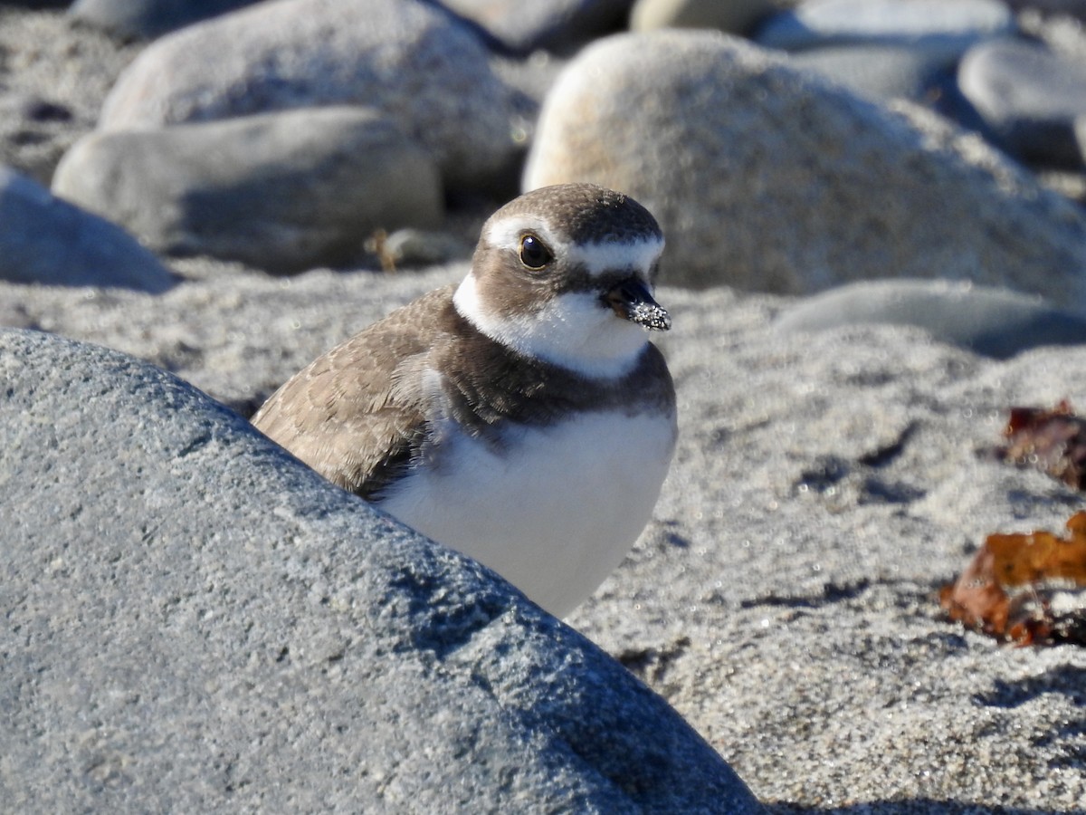 Semipalmated Plover - ML641346195