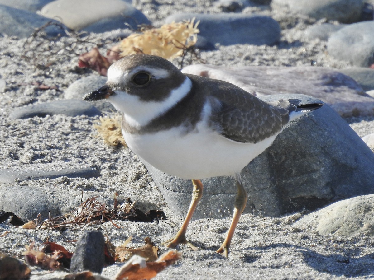 Semipalmated Plover - ML641346206