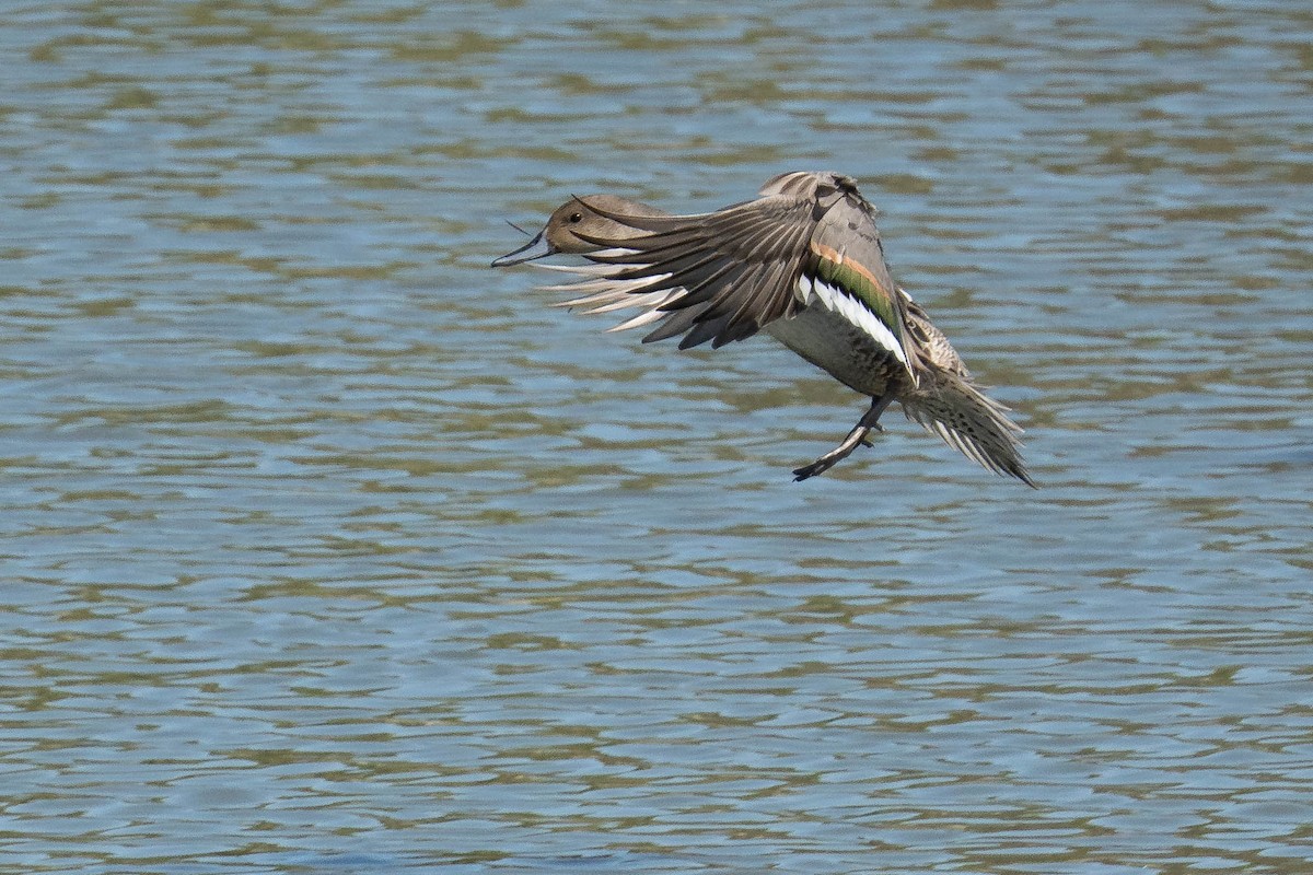 Northern Pintail - ML641346215