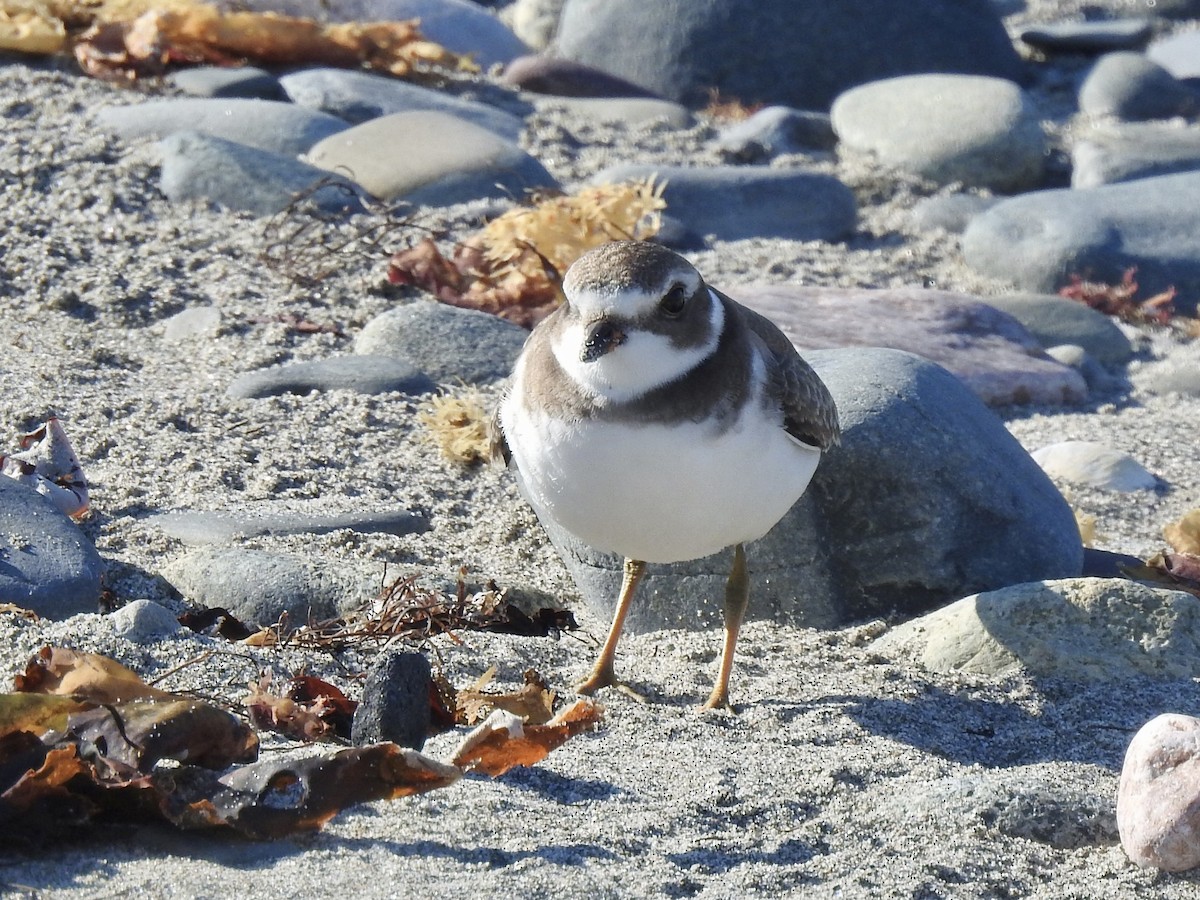 Semipalmated Plover - ML641346219