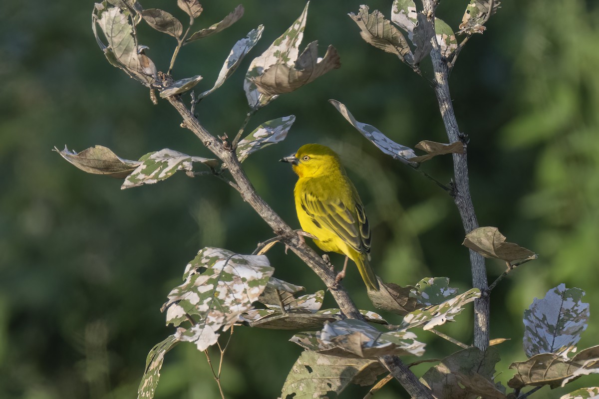 Holub's Golden-Weaver - ML641346244