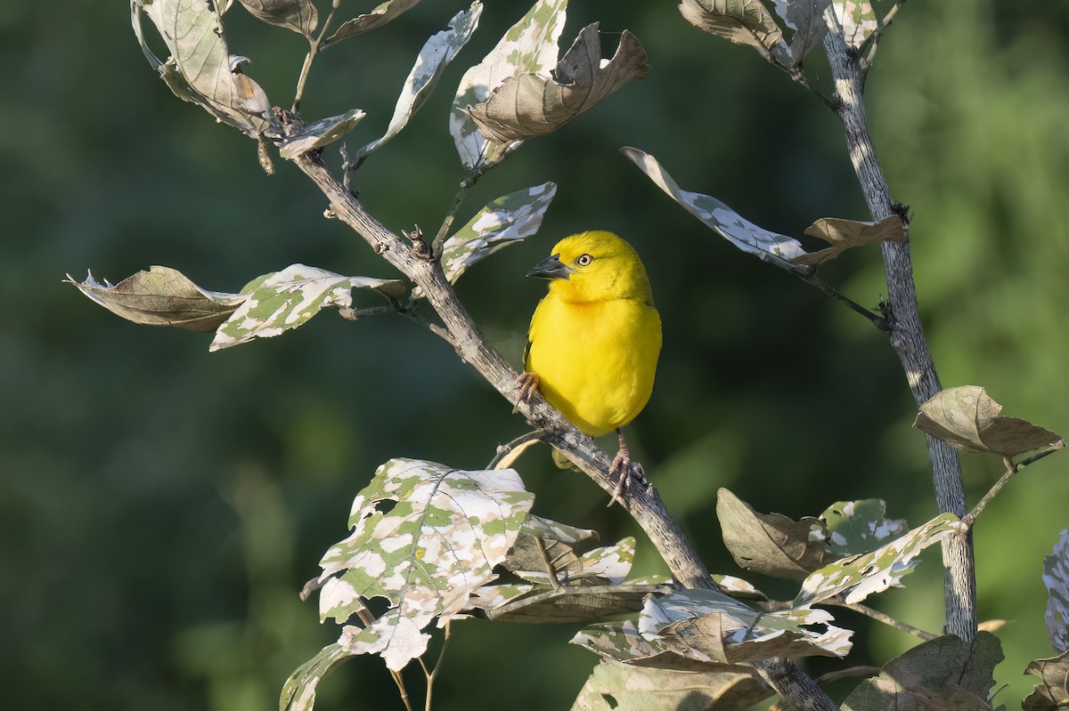 Holub's Golden-Weaver - ML641346245