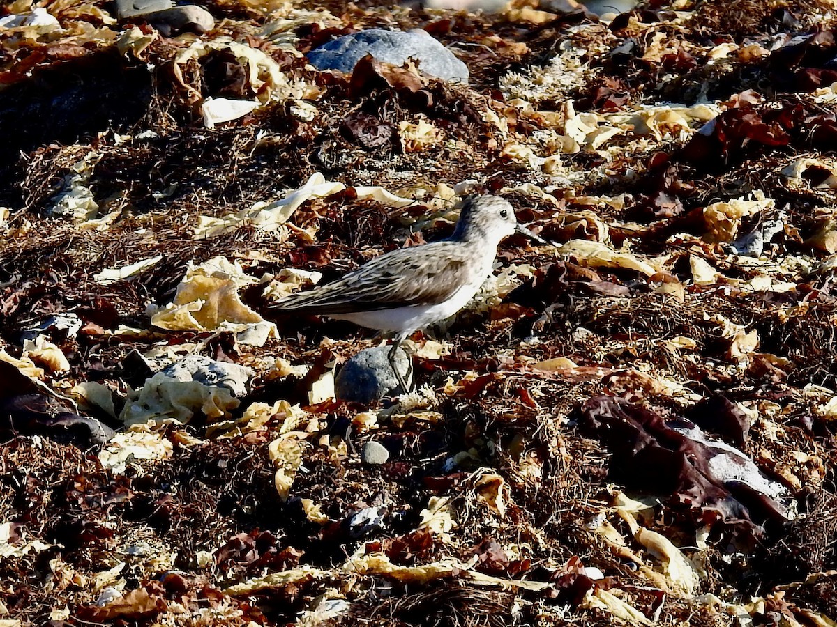 Semipalmated Sandpiper - ML641346253