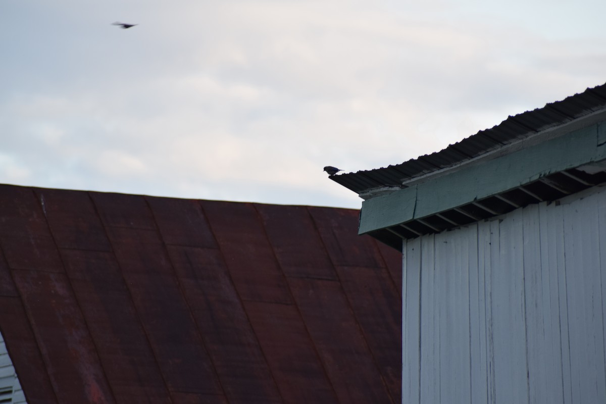 Eastern Bluebird - ML641346303