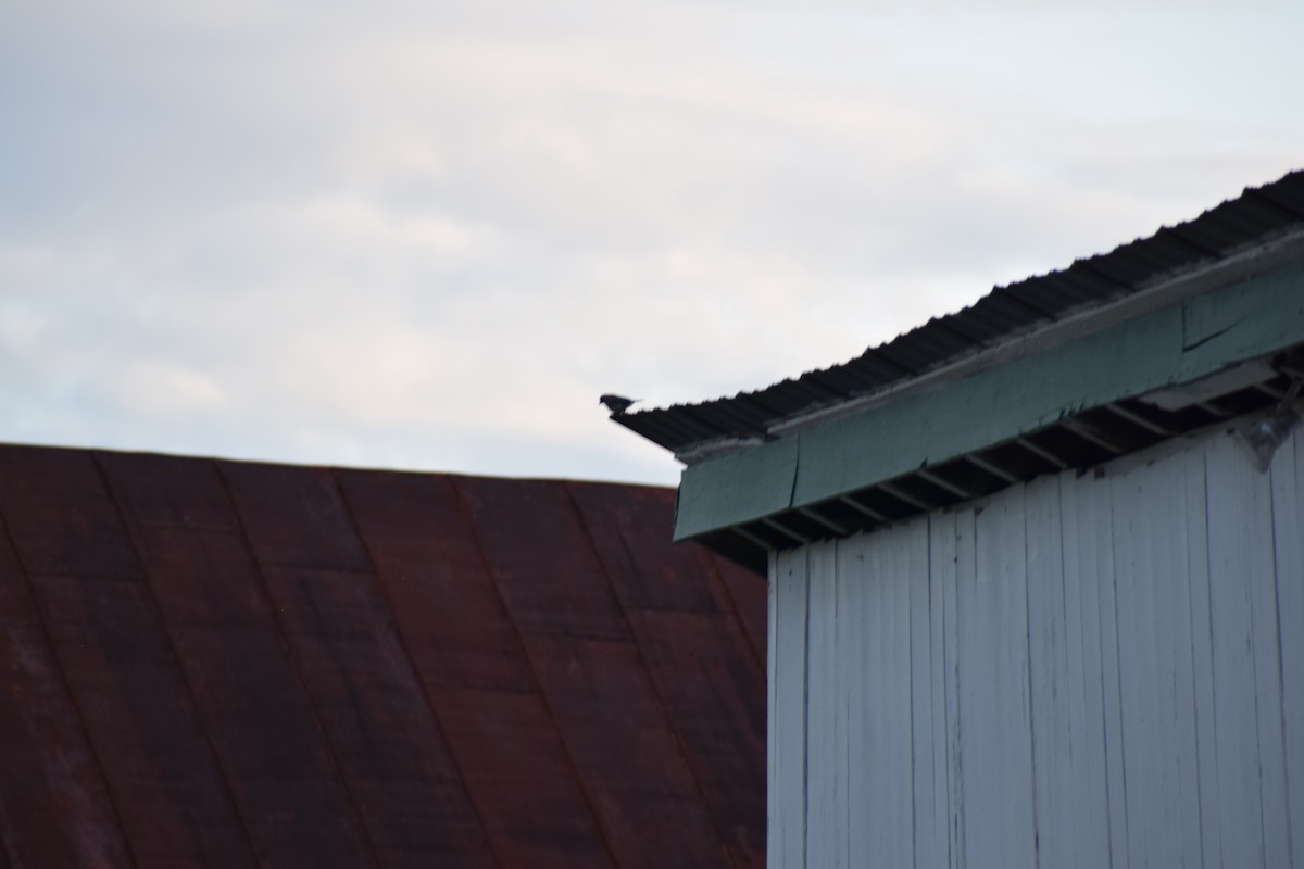 Eastern Bluebird - ML641346304