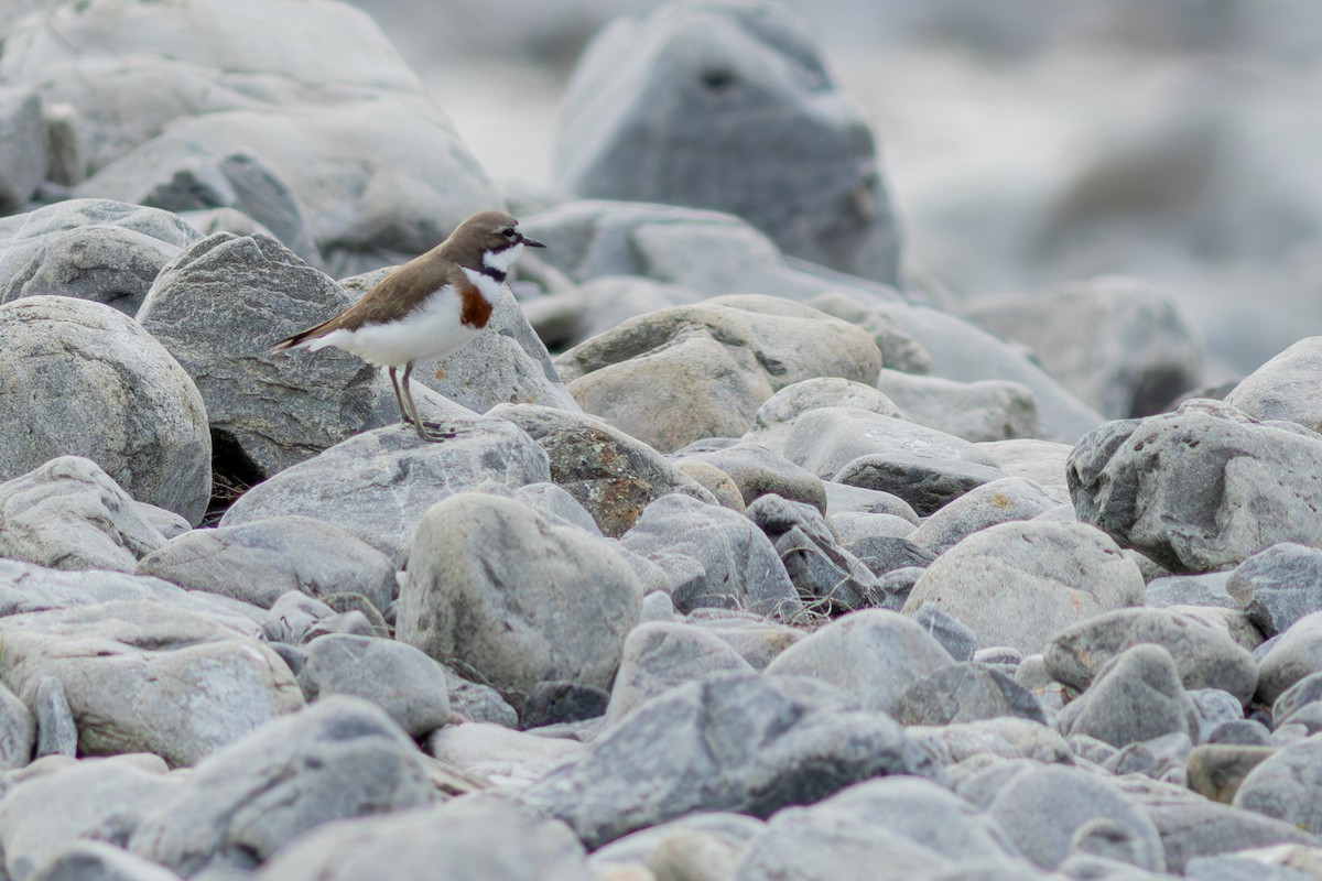 Double-banded Plover - ML641346318