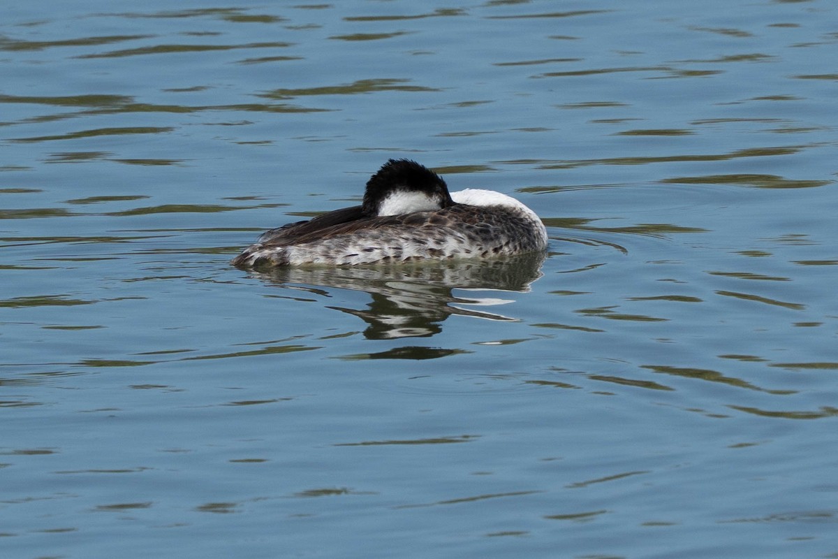 Western Grebe - ML641346340