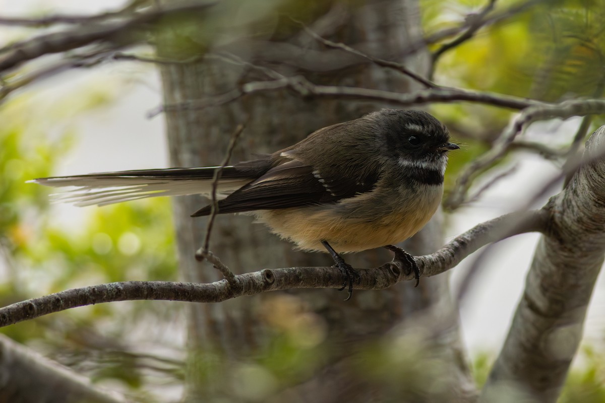 New Zealand Fantail - ML641346390