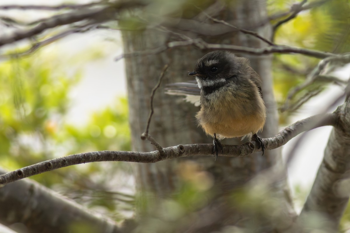 New Zealand Fantail - ML641346391