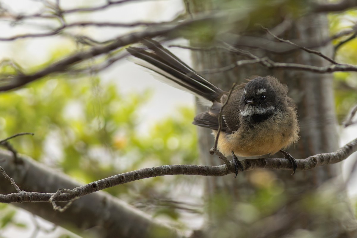 New Zealand Fantail - ML641346392