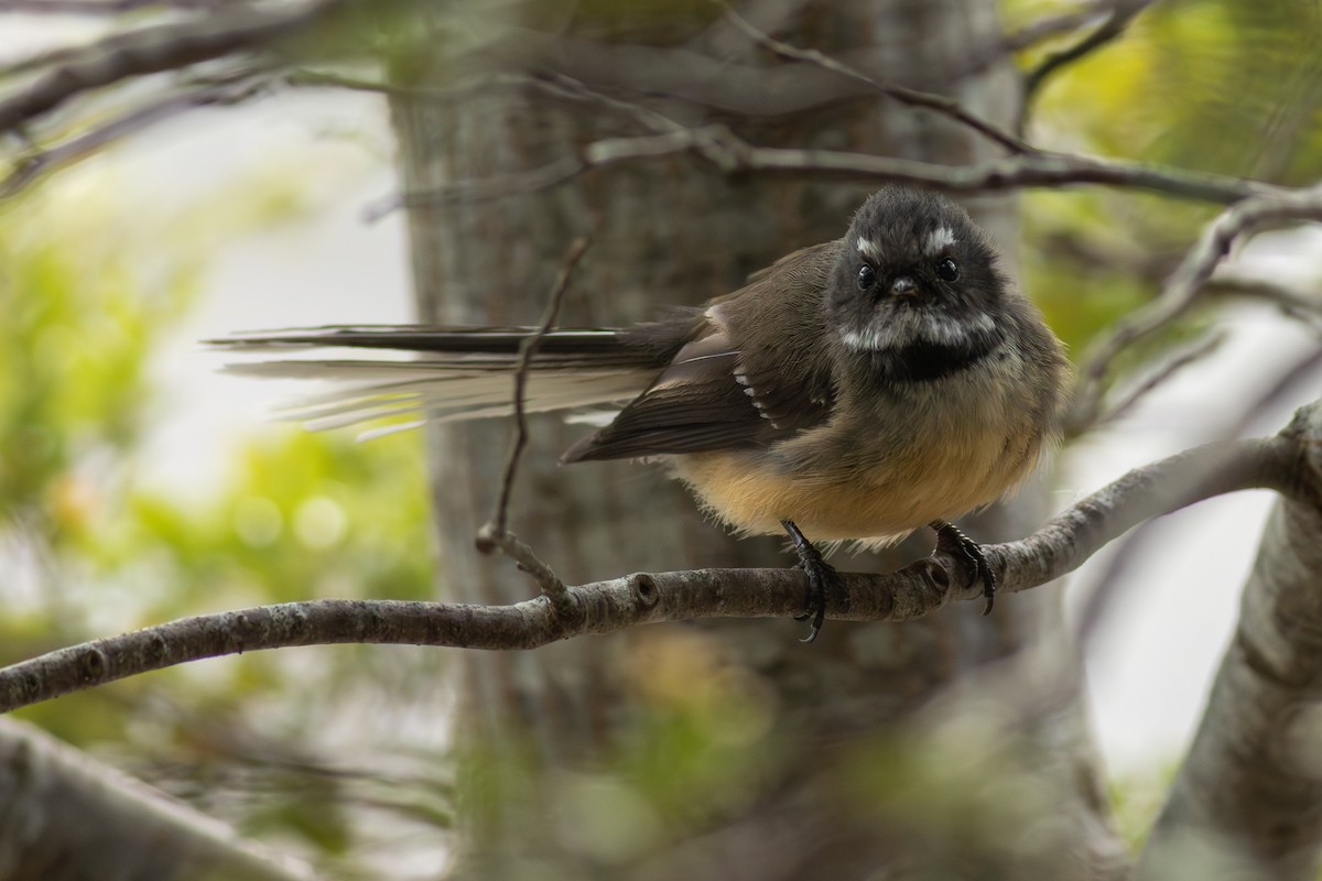 New Zealand Fantail - ML641346393