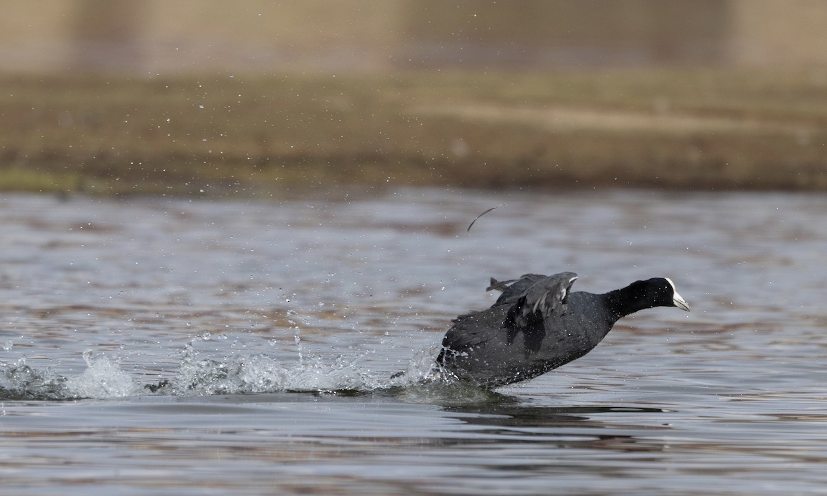 Slate-colored Coot - ML641346395