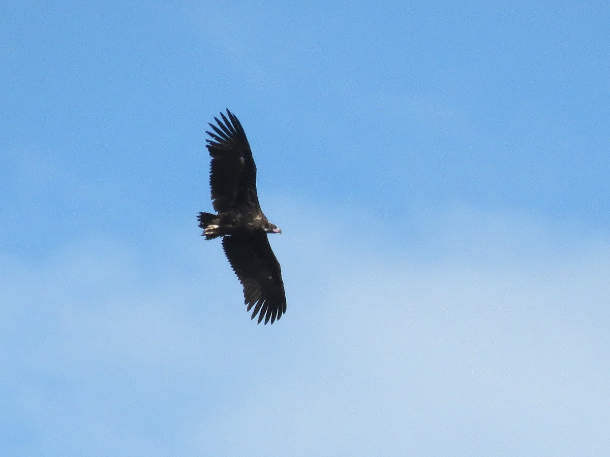 Cinereous Vulture - ML641346403