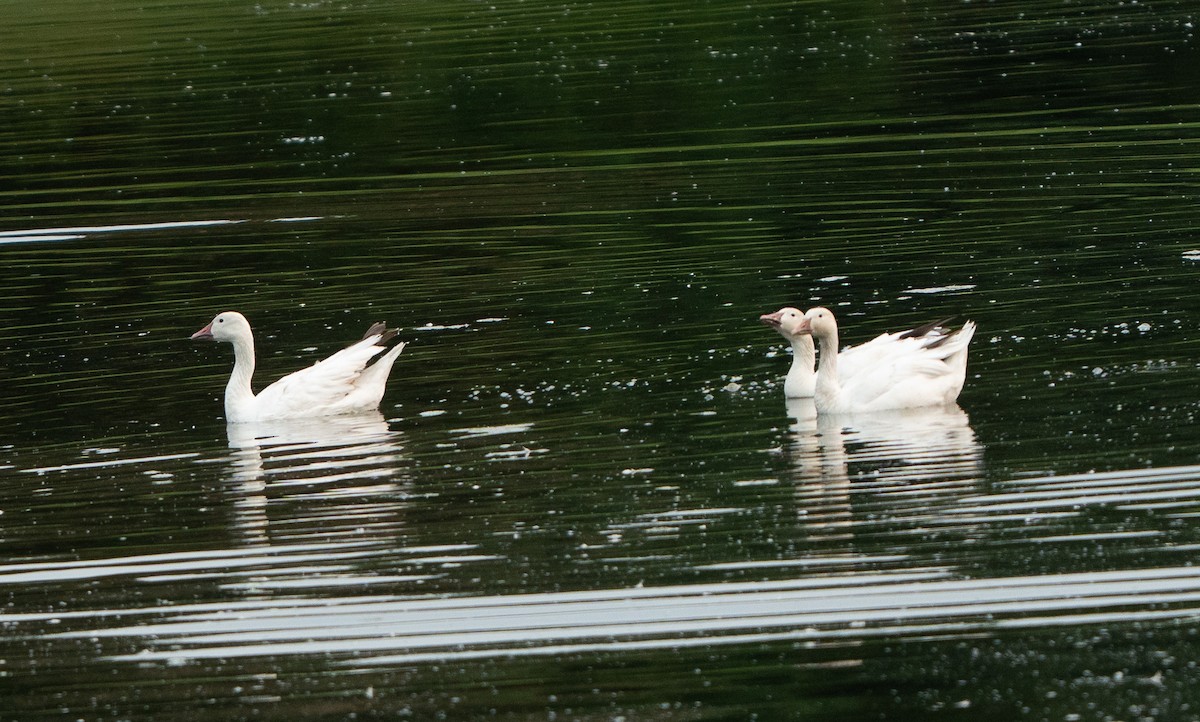 Snow Goose - ML641346420