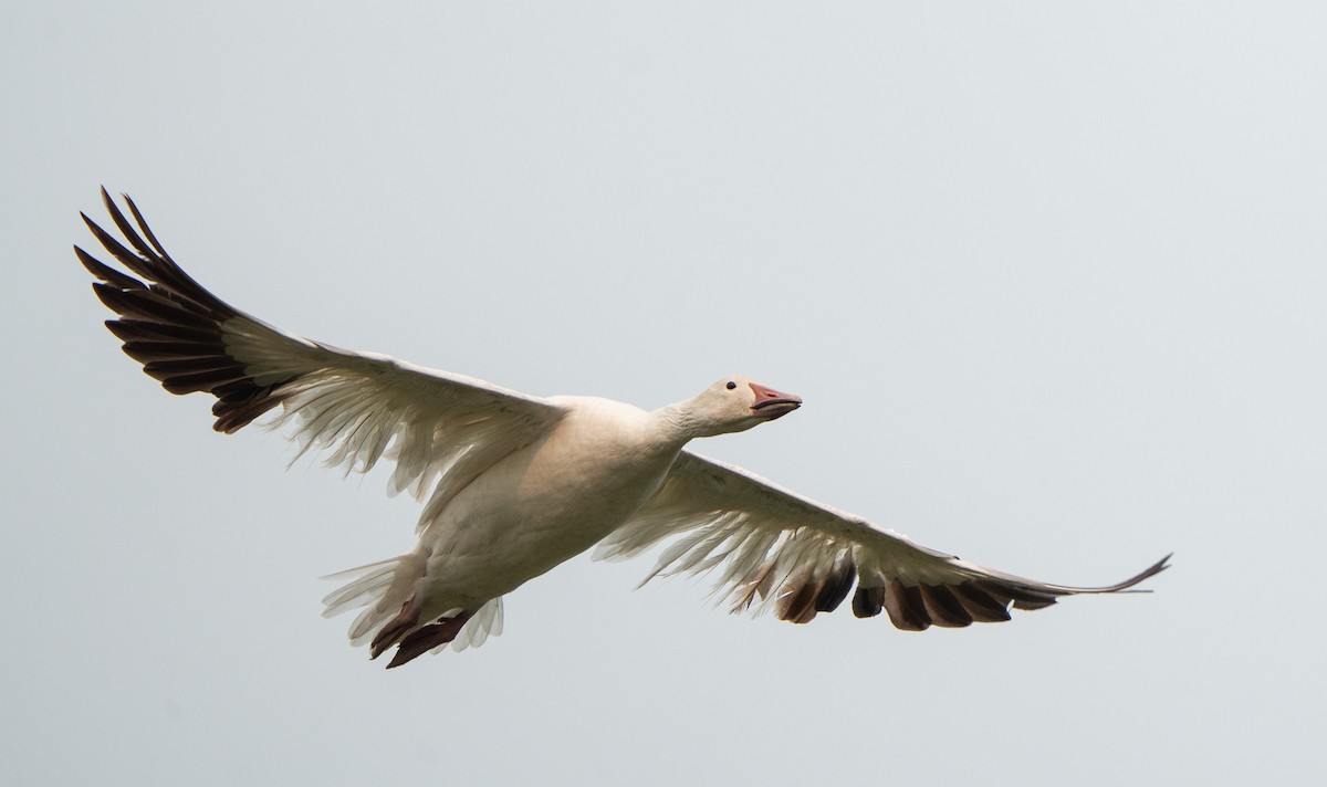 Snow Goose - ML641346423