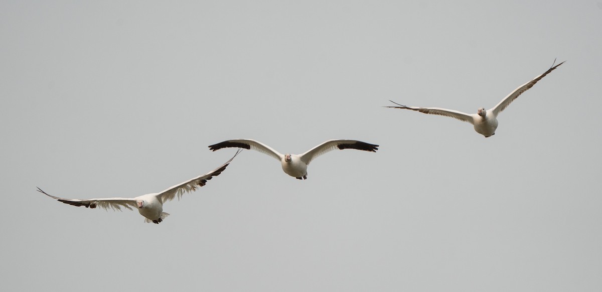 Snow Goose - ML641346428