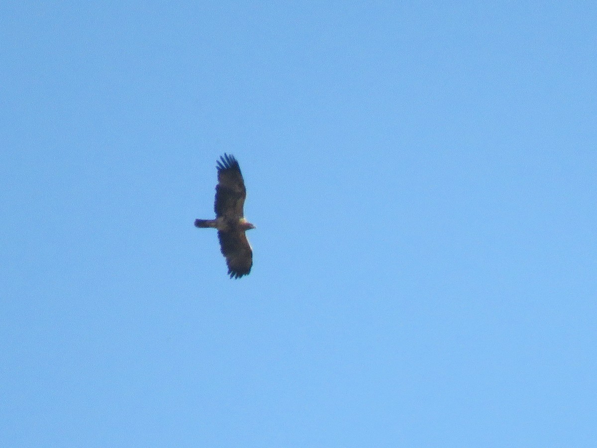 Spanish Eagle - ML641346432