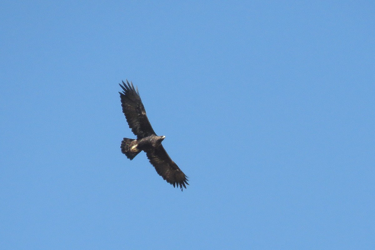 Golden Eagle - ML641346439