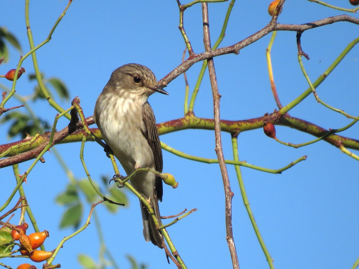 Spotted Flycatcher - ML641346452