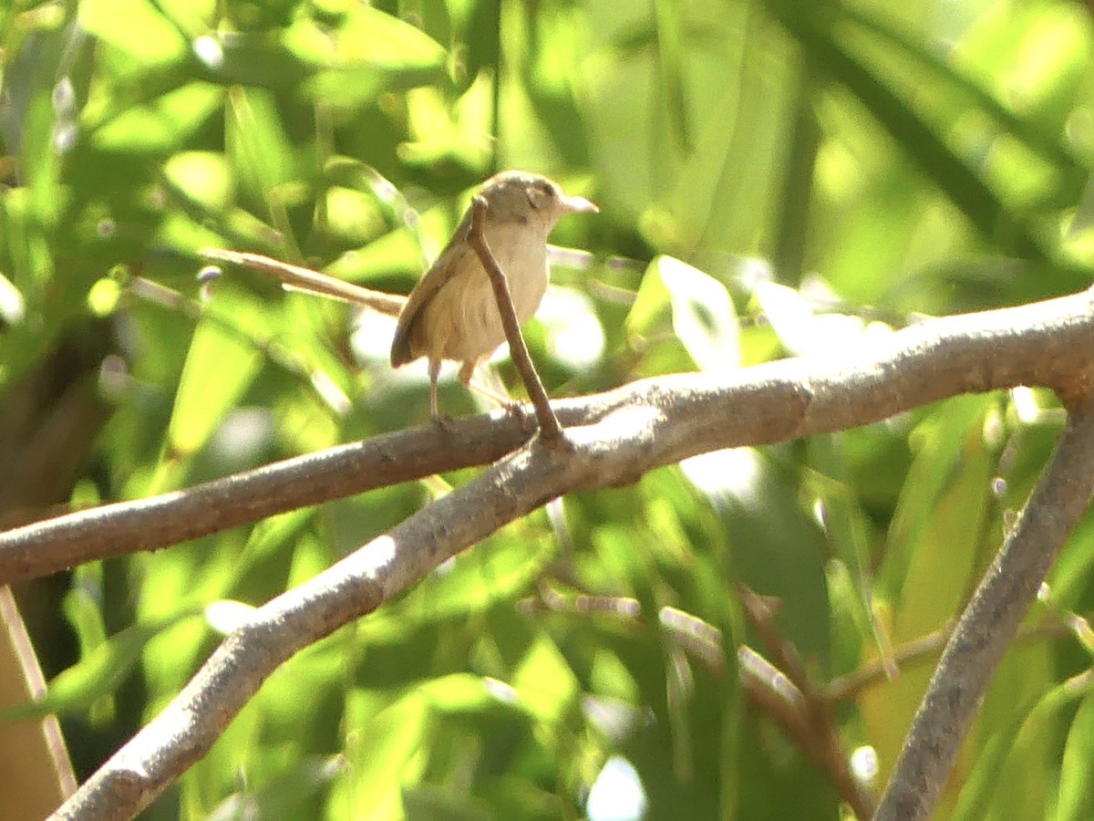 eBird Checklist - 4 Sep 2025 - Nitmiluk National Park--Edith Falls - 23 ...