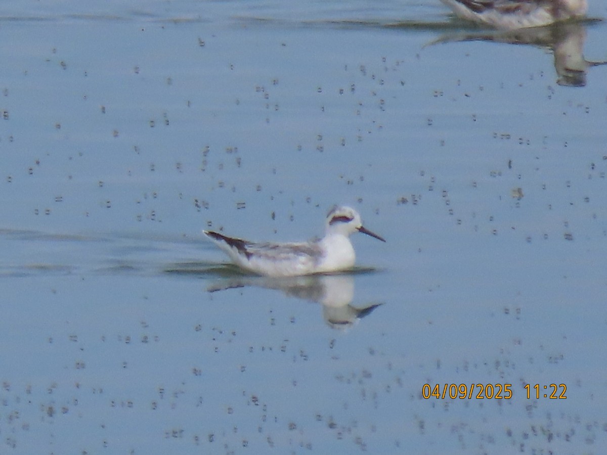 Red Phalarope - ML641346476