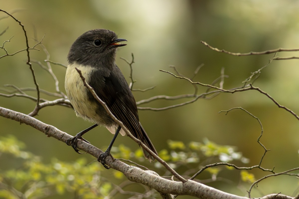 South Island Robin - ML641346498