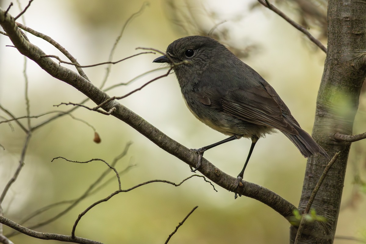 South Island Robin - ML641346499