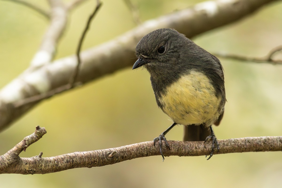 South Island Robin - ML641346500