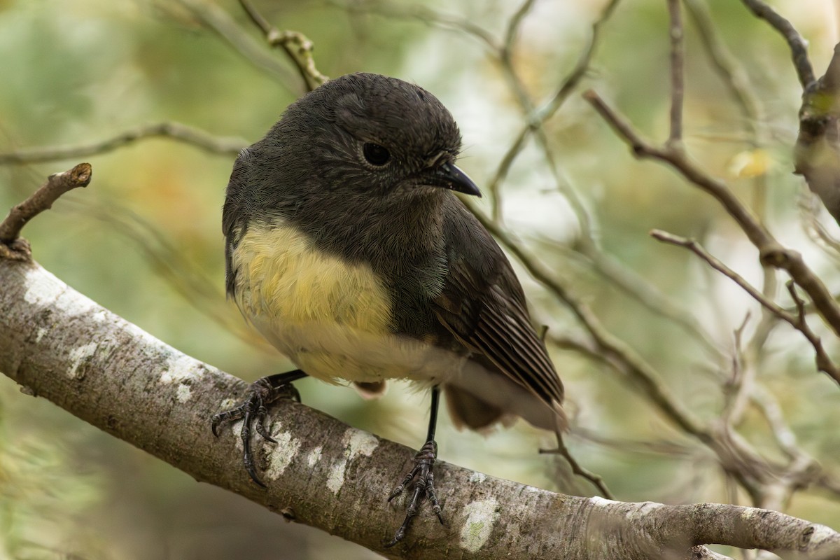 South Island Robin - ML641346501
