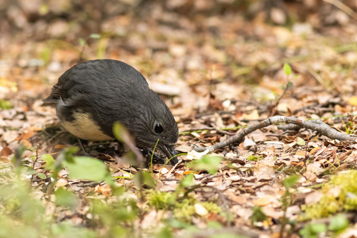 South Island Robin - ML641346502