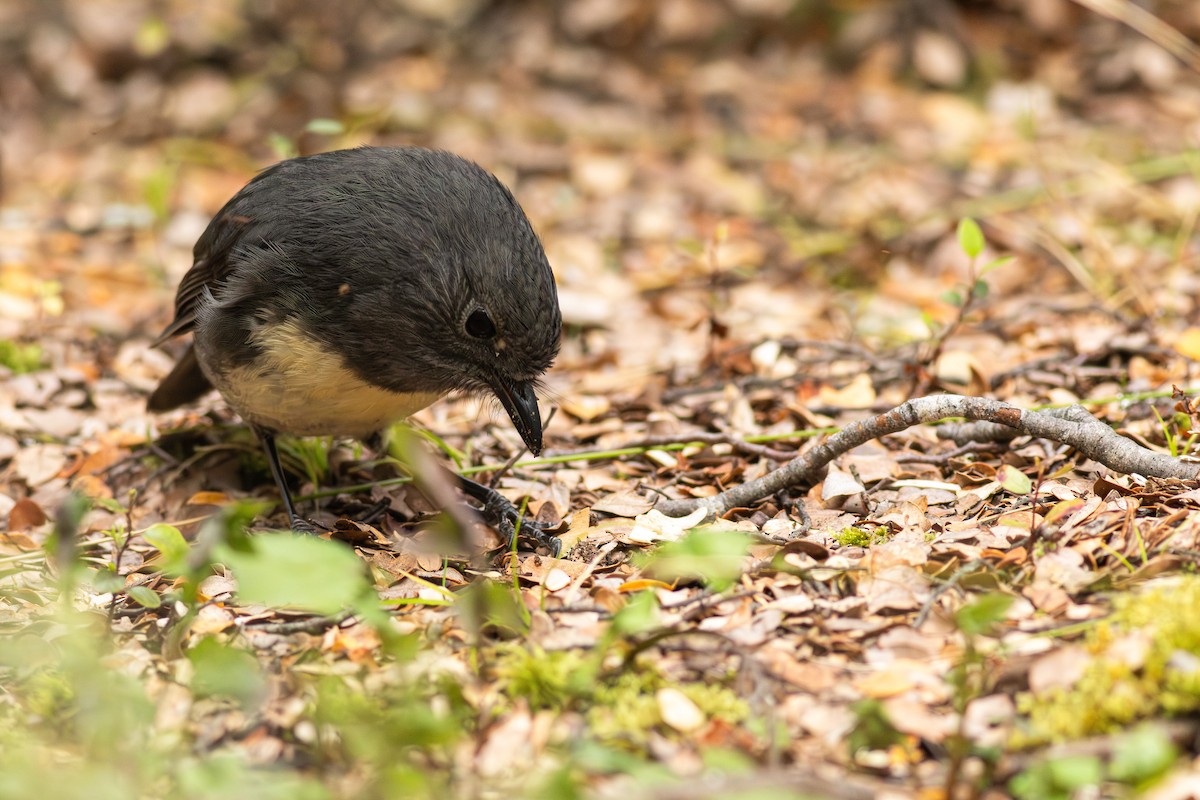 South Island Robin - ML641346503