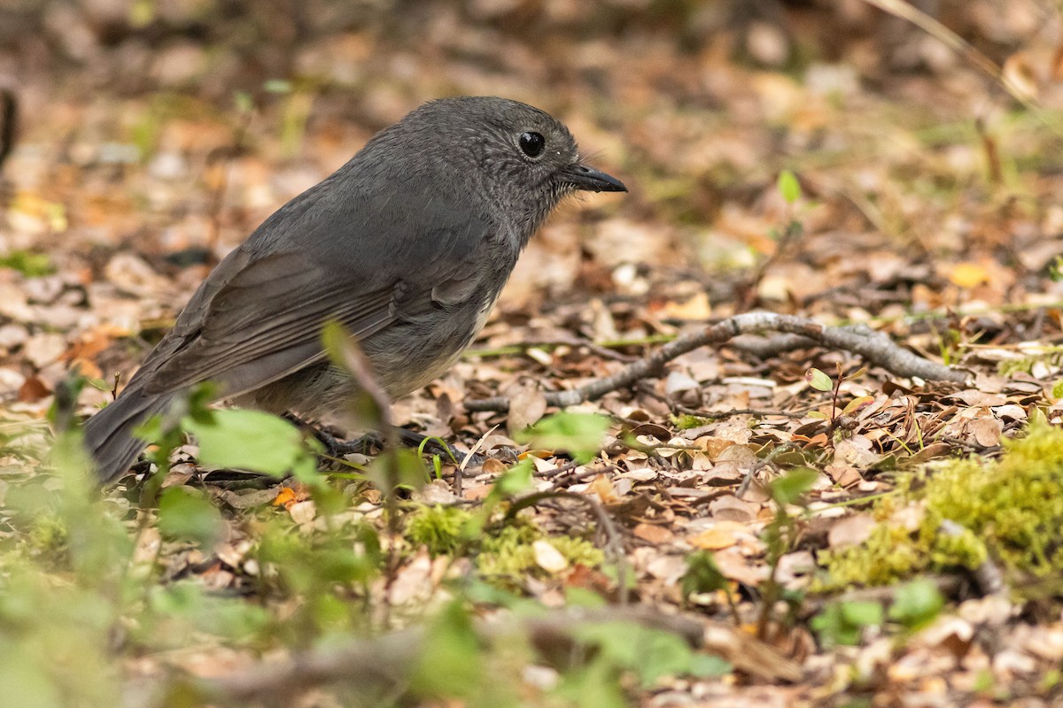 South Island Robin - ML641346504