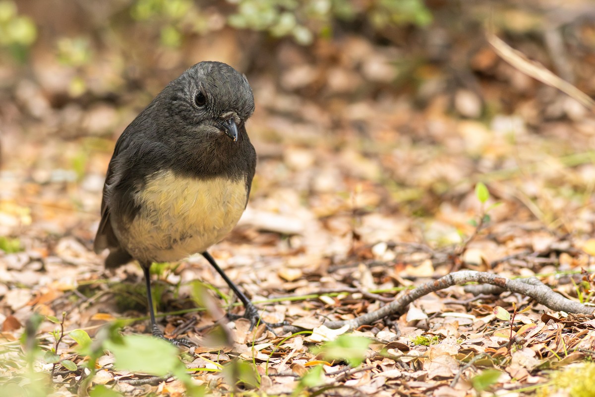 South Island Robin - ML641346505