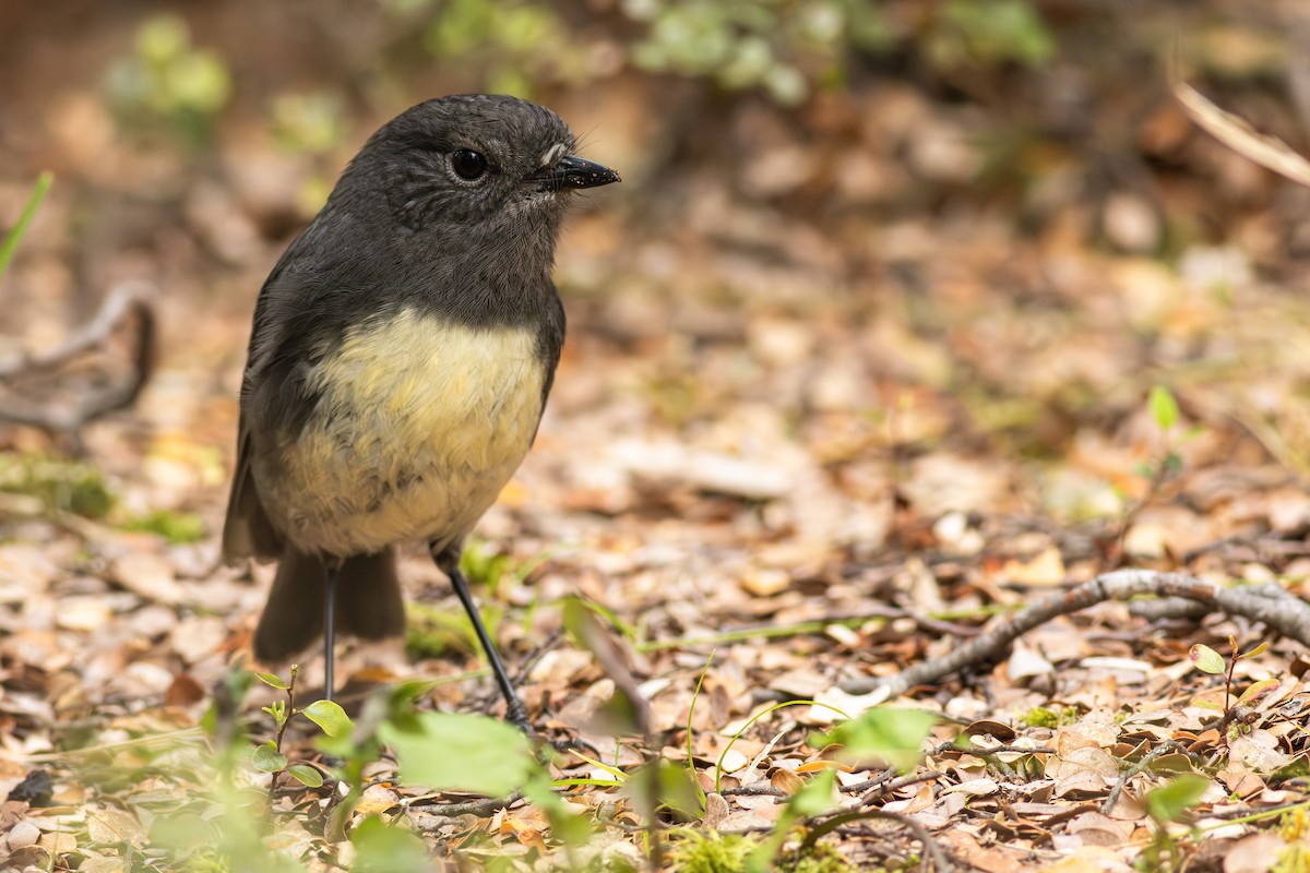 South Island Robin - ML641346506