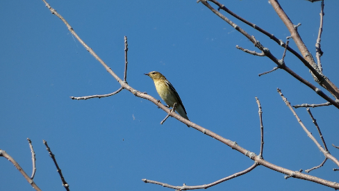 Blackpoll Warbler - ML641346507