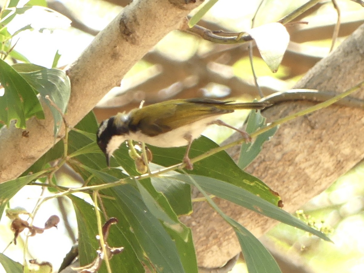 White-throated Honeyeater - ML641346527